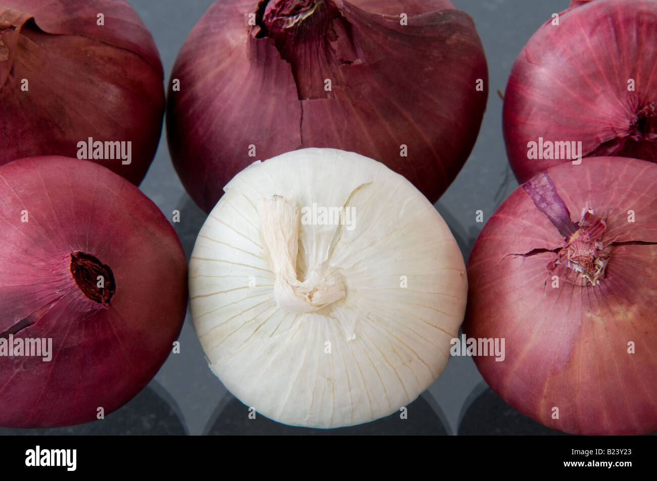 Pure white onions hi-res stock photography and images - Alamy