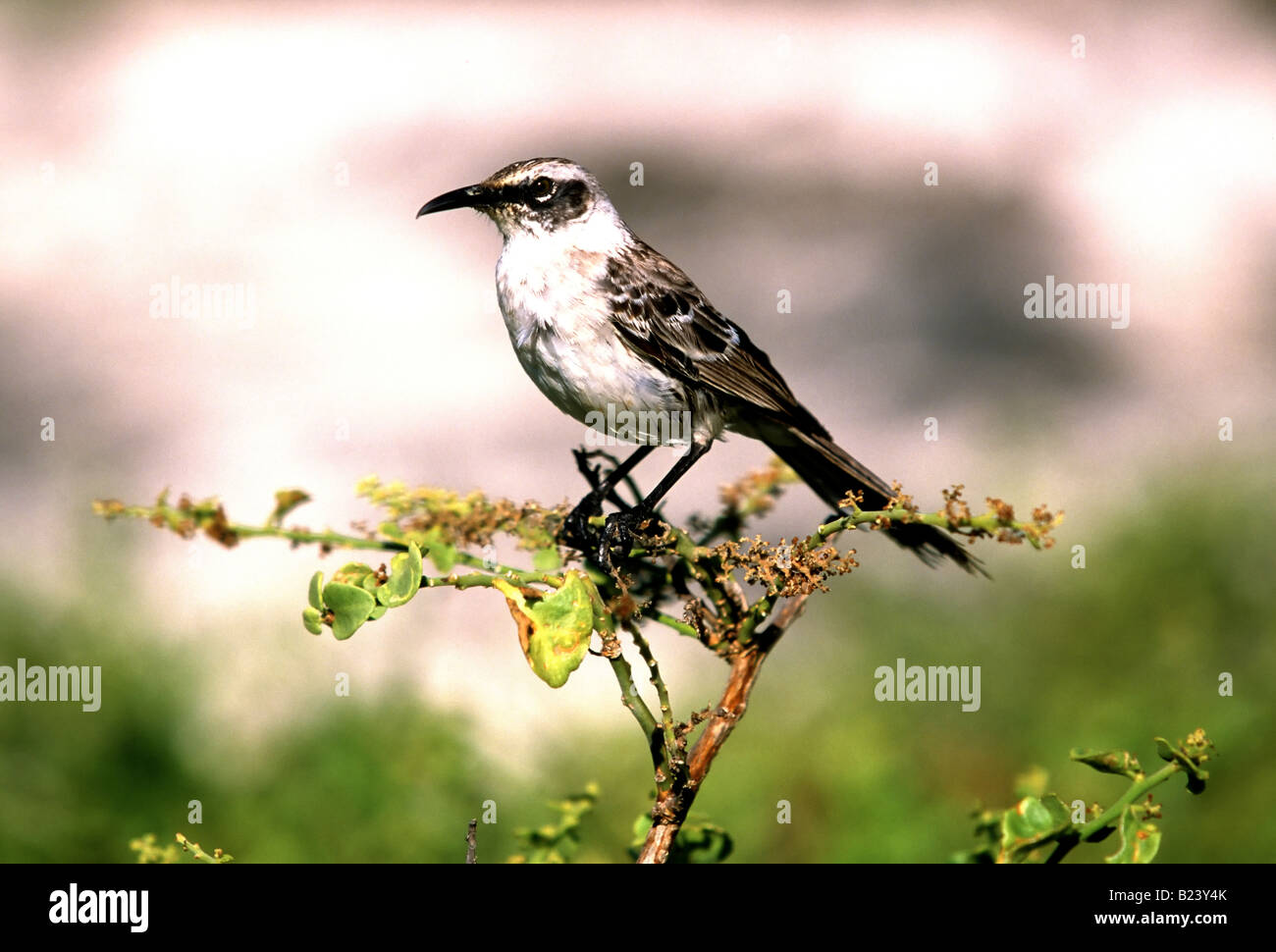 A Galapagos Mockingbird Nesomimus Galapagos sits on top of a tree on ...