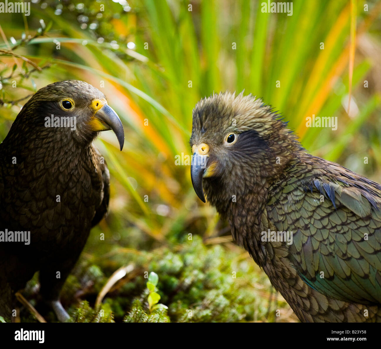 New Zealand Southland Fiordland National Park A Group Of Kea