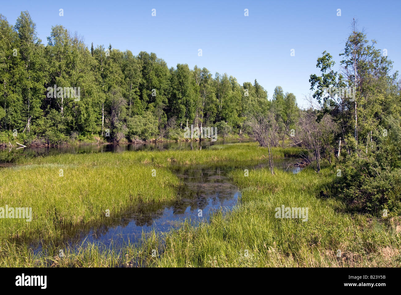 Creek surrounded by trees near Fairbanks, Alaska Stock Photo
