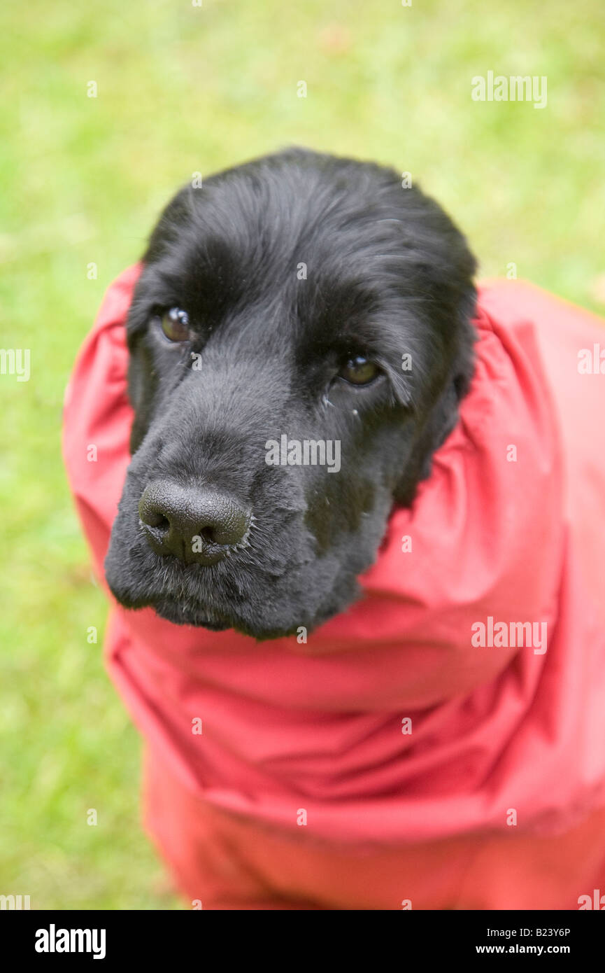 Cold English Cocker Spaniel, Scotland, UK Stock Photo