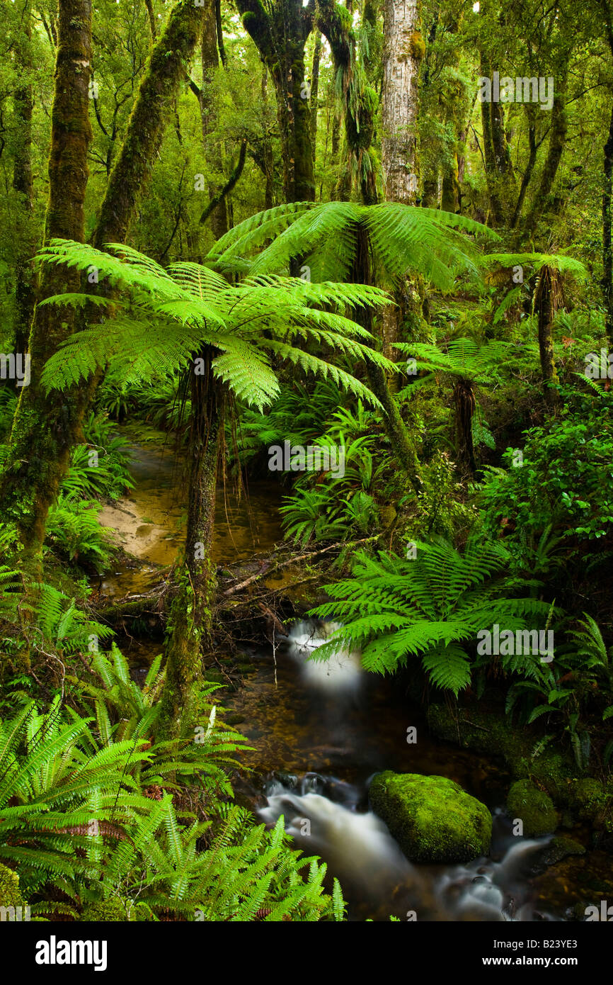 New Zealand Southland Tuatapere Hump Ridge Track Small stream running through lush temperate