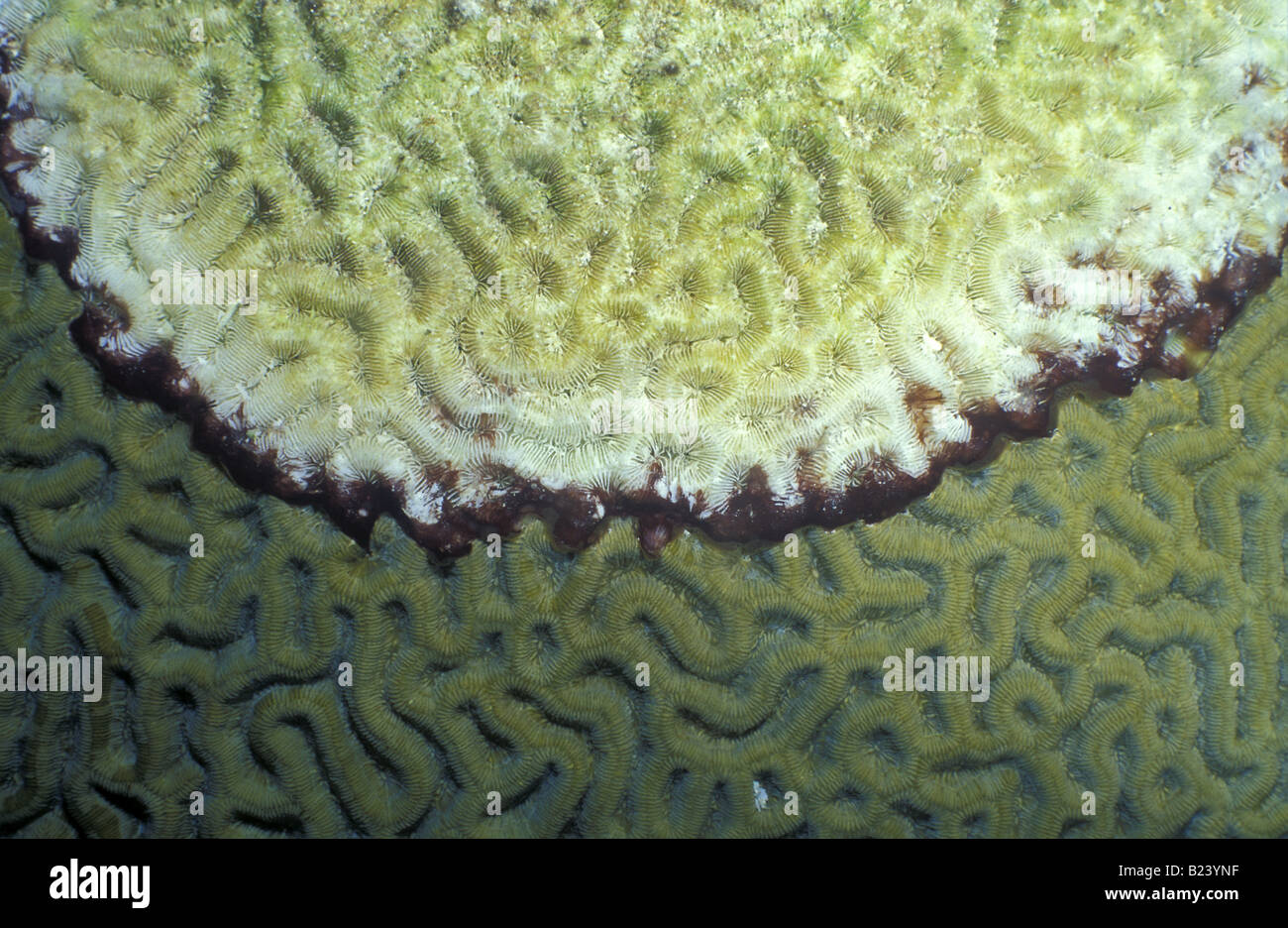 Black band disease coral hires stock photography and images Alamy