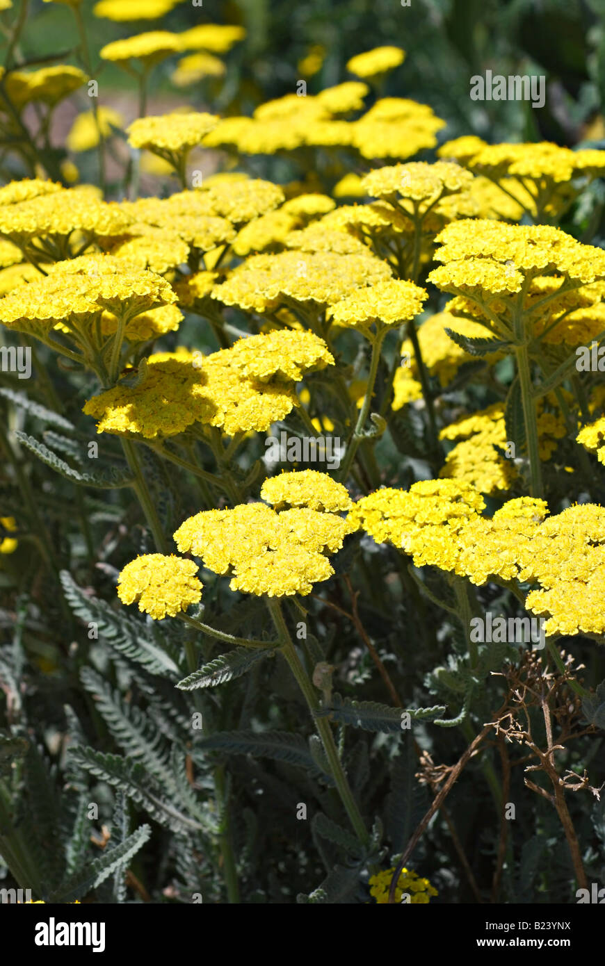 Yellow yarrow flowers growing in a garden Stock Photo Alamy