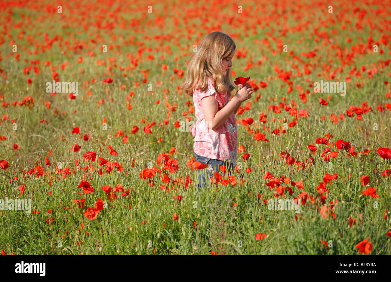 An eight year old girl examining a flower in a poppy field. Stock Photo
