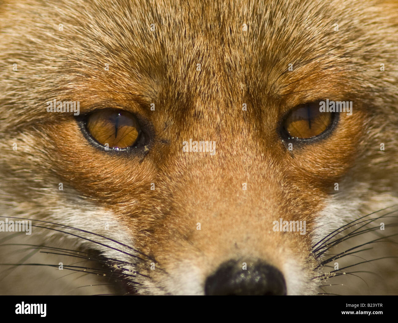17+ What Color Are Foxes Eyes