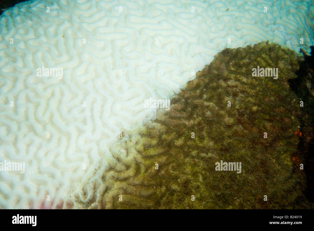 Close-up of coral bleaching and algae growth. Stock Photo