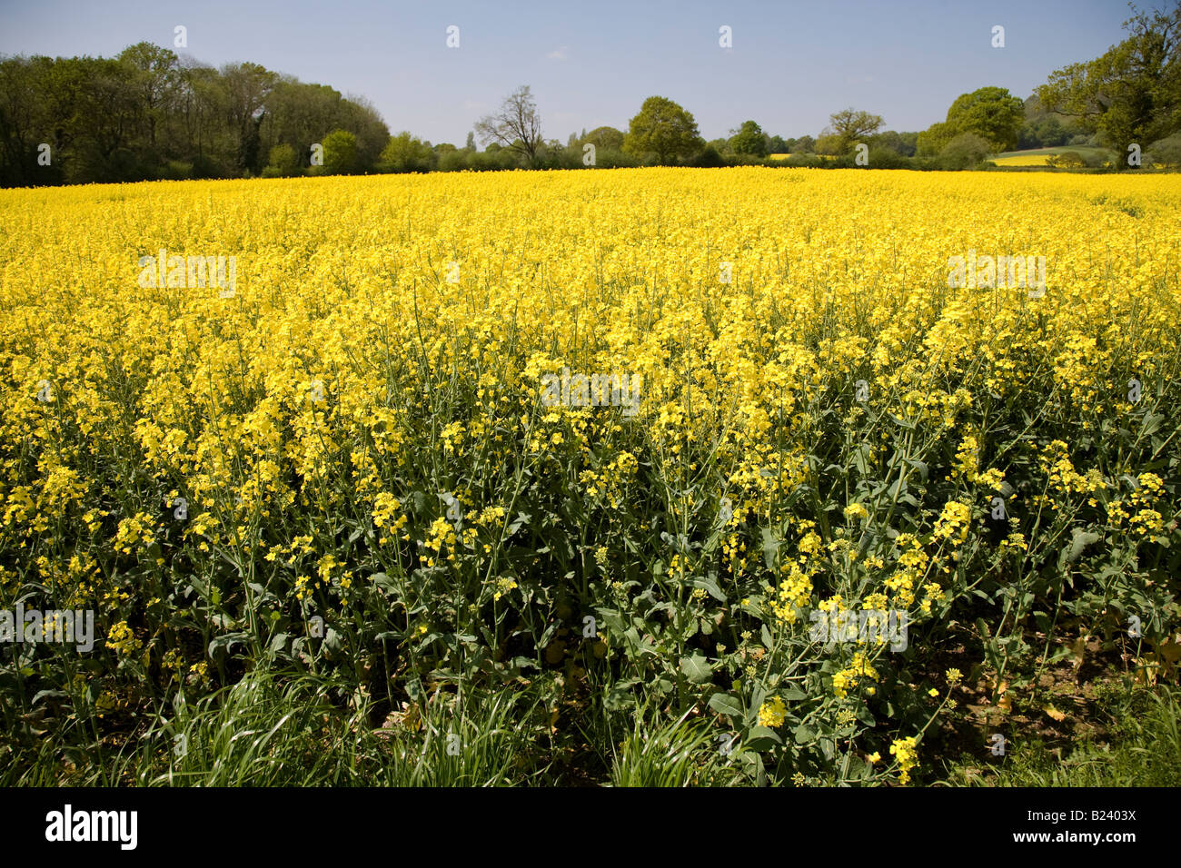 An oil seed rape crop in full flower, West Sussex, England Stock Photo ...