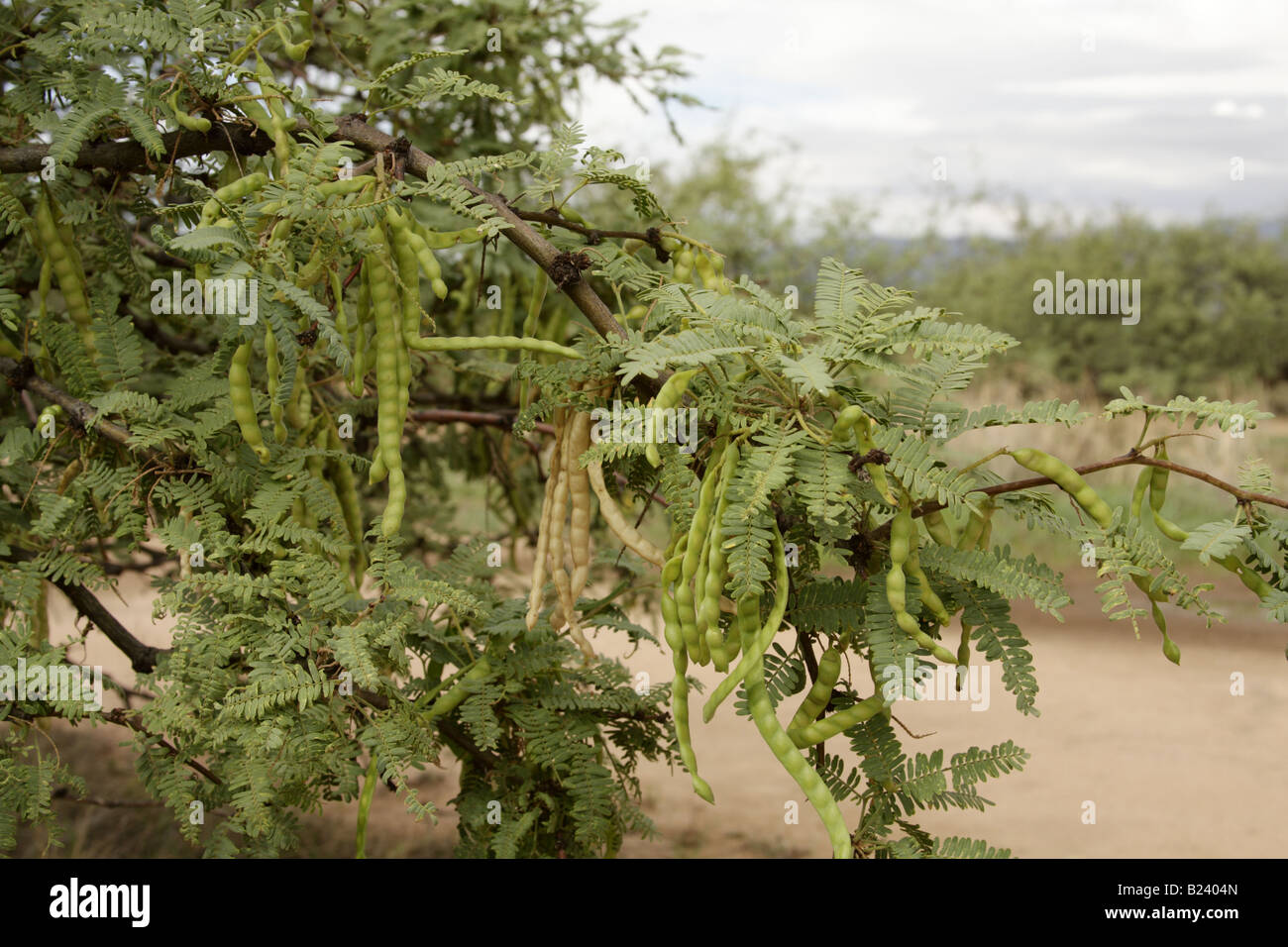 Honey Mesquite (Prosopis glandulosa) pods, Arizona, USA Stock Photo
