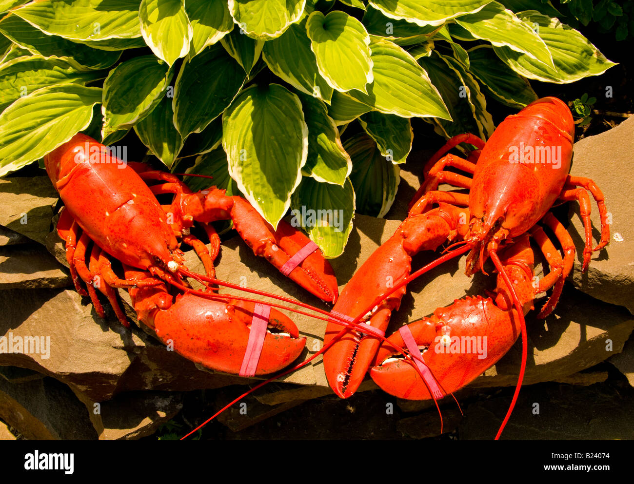 Canada New Brunswick Bay of Fundy Lobsters on display Alma Lobster Shop
