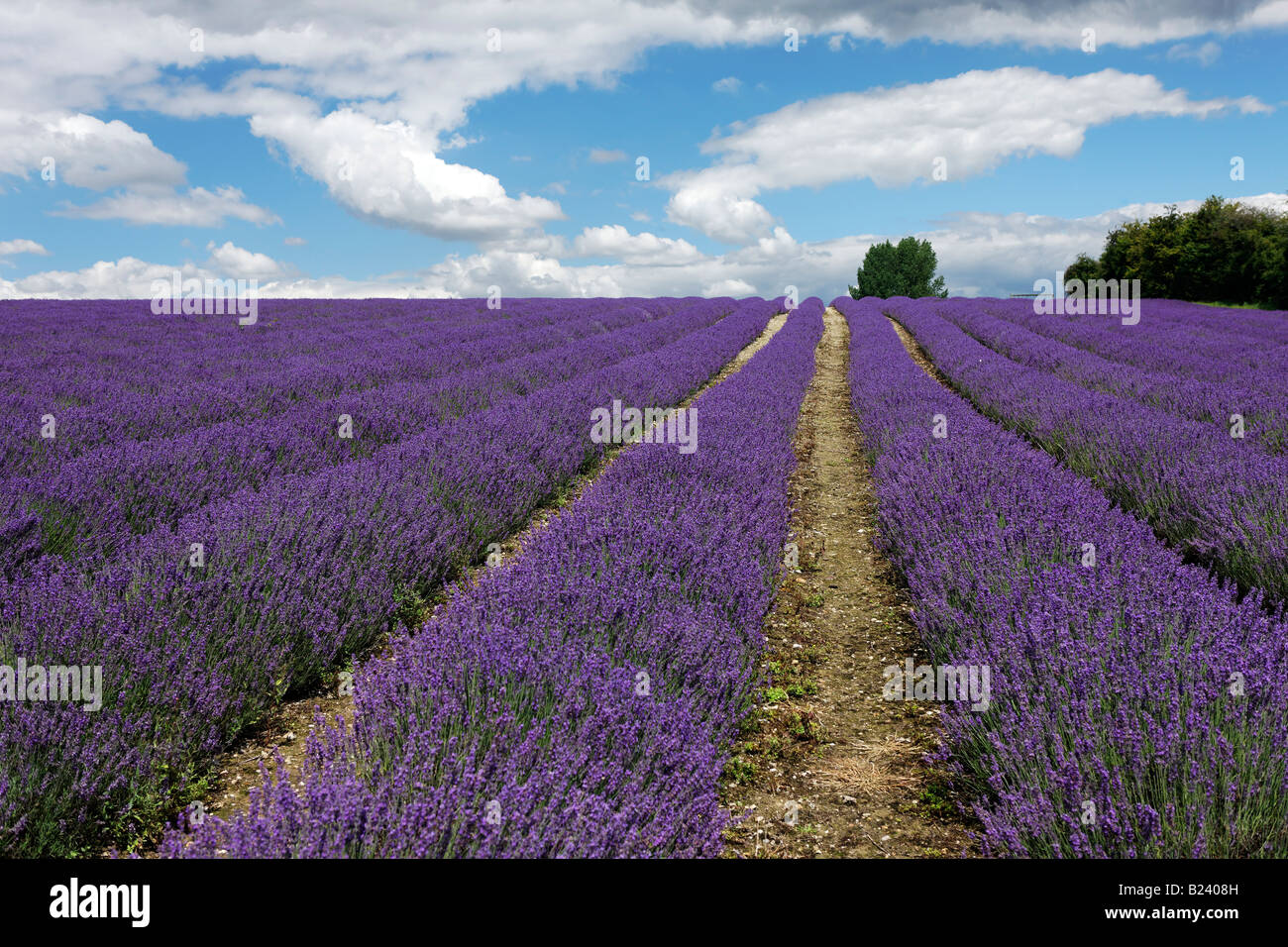 Lavendar fields in Kent Stock Photo