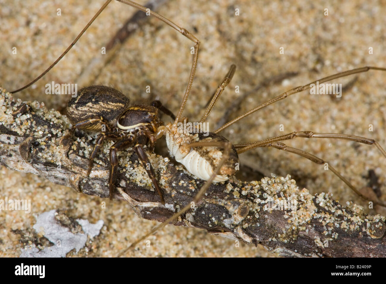Crab Spider (Xysticus species) killing a common harvestman (Phalangium opilio) Stock Photo