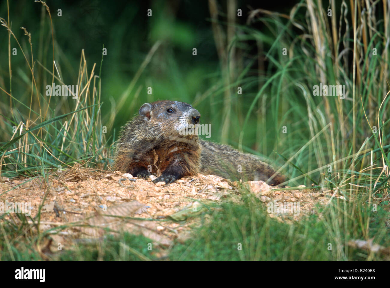 Woodchuck burrow hires stock photography and images Alamy