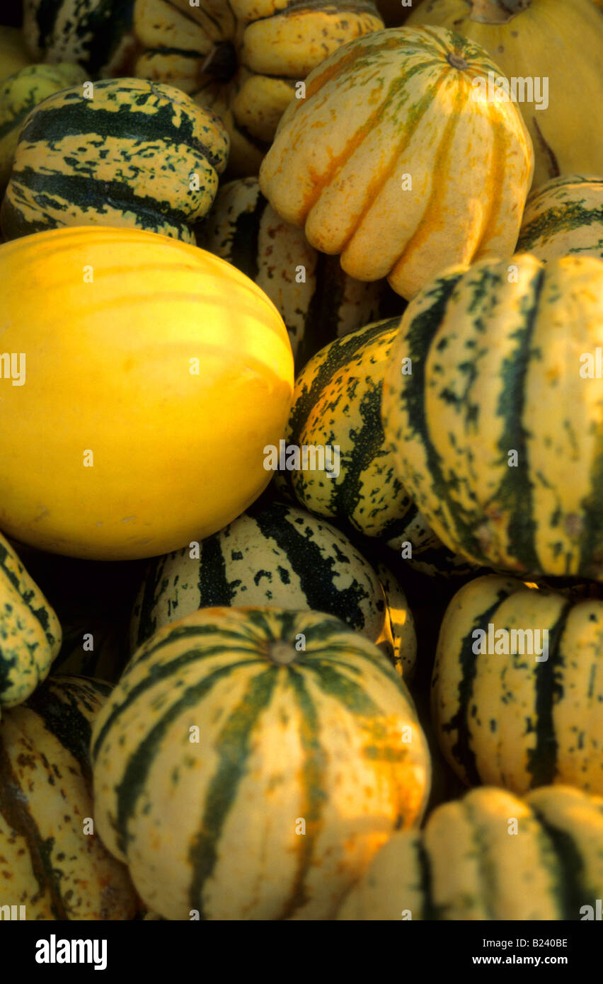 Varied color size squash Farmers market Chicago Stock Photo