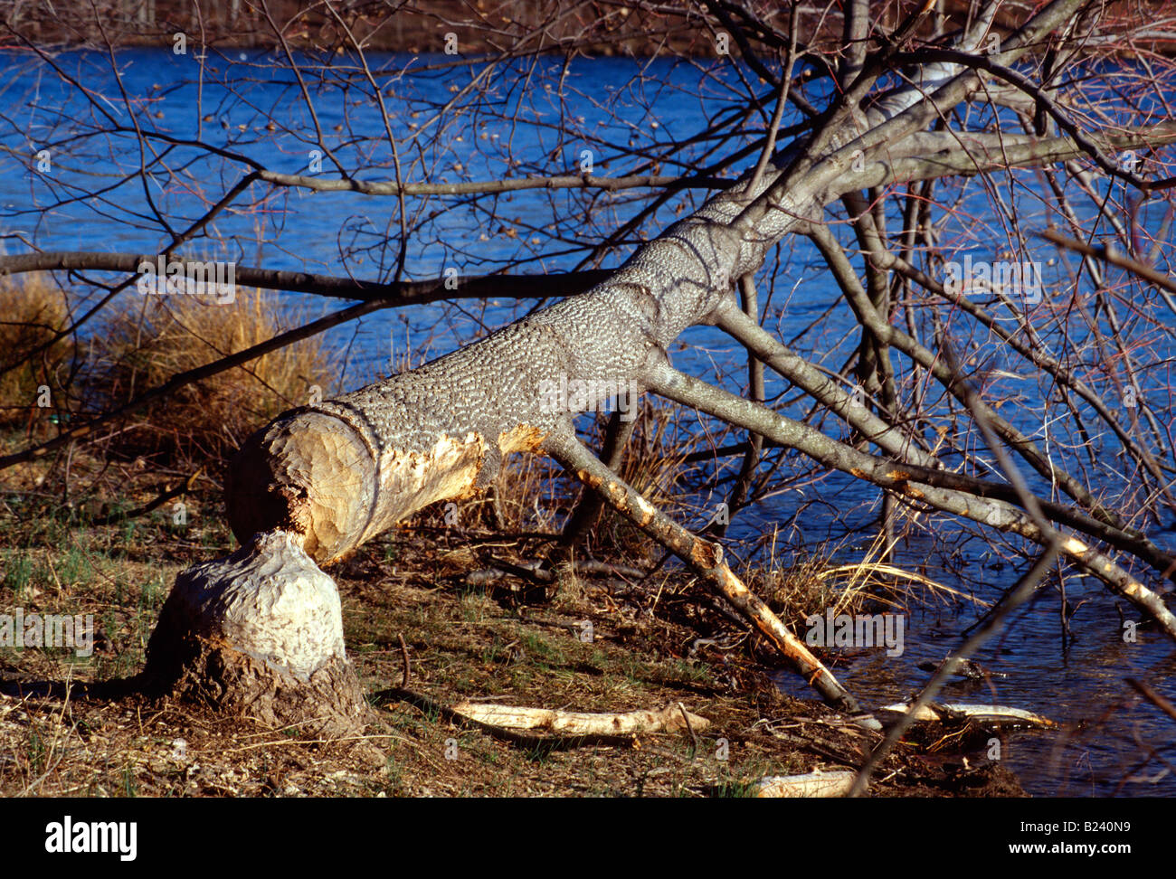 Large tree felled by beaver Stock Photo - Alamy