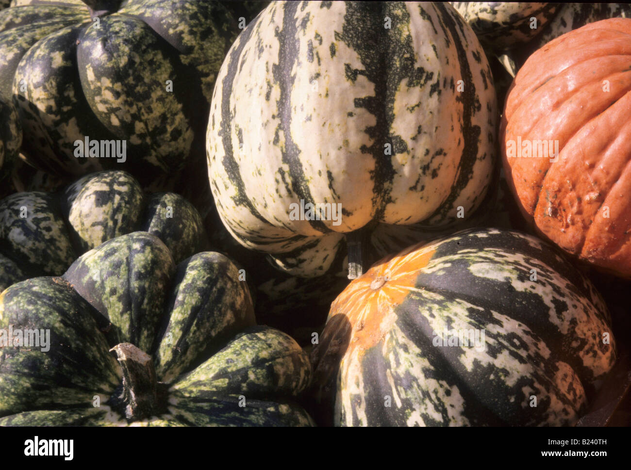 SQUASH ARE VINE PLANTS OFTEN PRODUCING FRUIT LATER IN THE GROWING