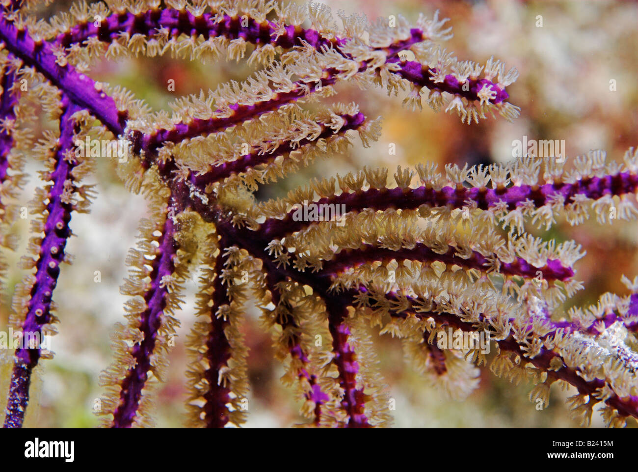 Closeup gorgonian soft coral polyps underwater Stock Photo