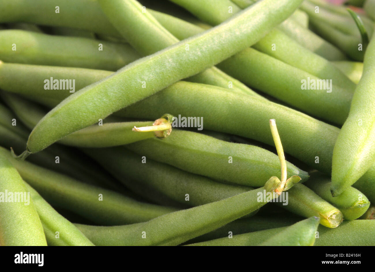 Green bean Farmers market Chicago Stock Photo Alamy