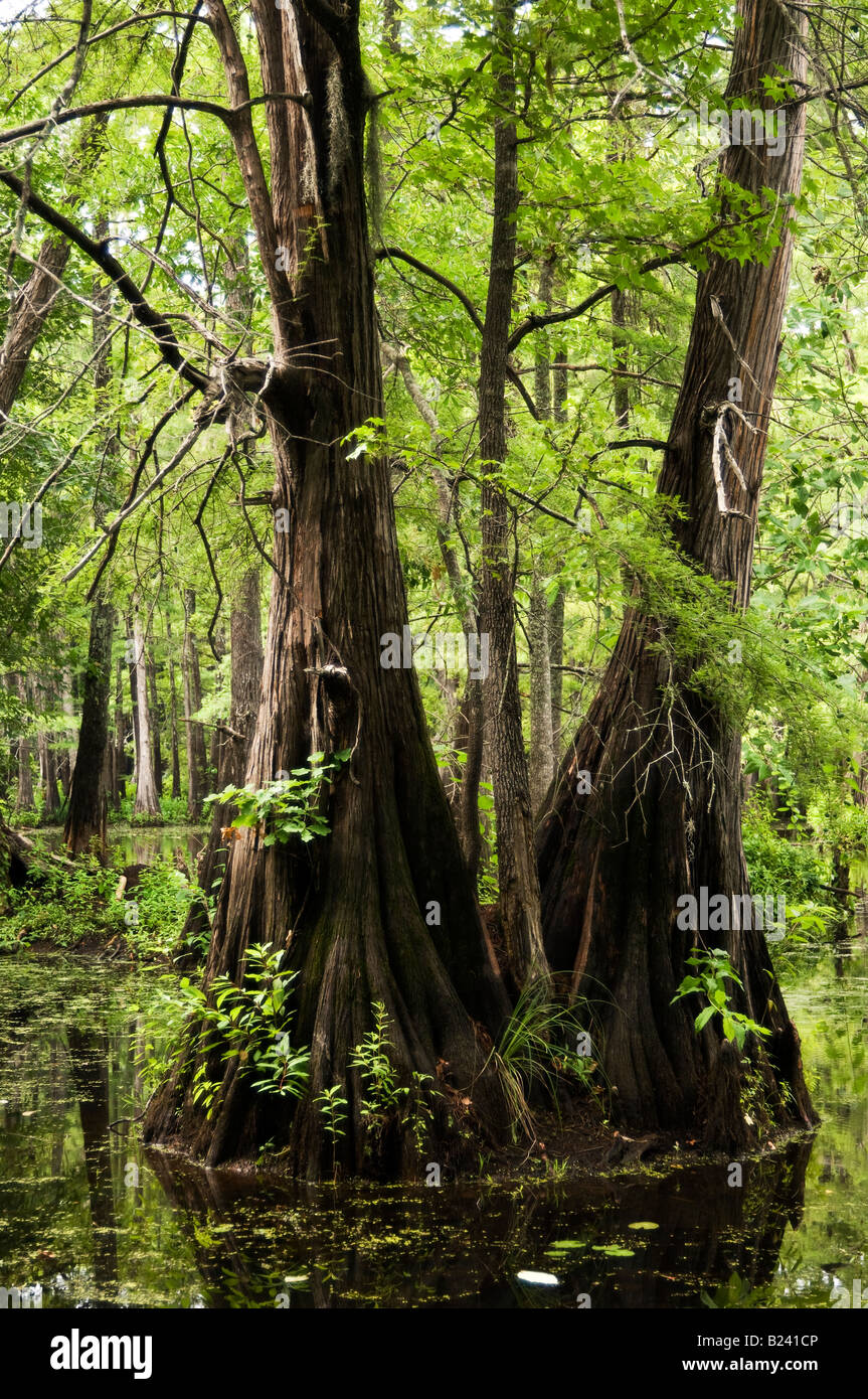 Two Cypress Trees Stock Photo Alamy