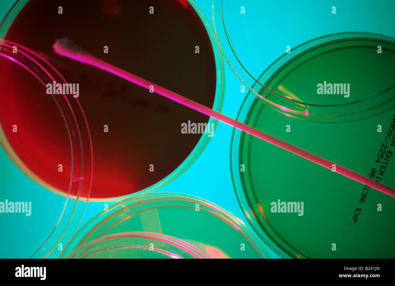 PETRI DISHES USED TO HOLD SOLID CULTURE MEDIA Stock Photo Alamy