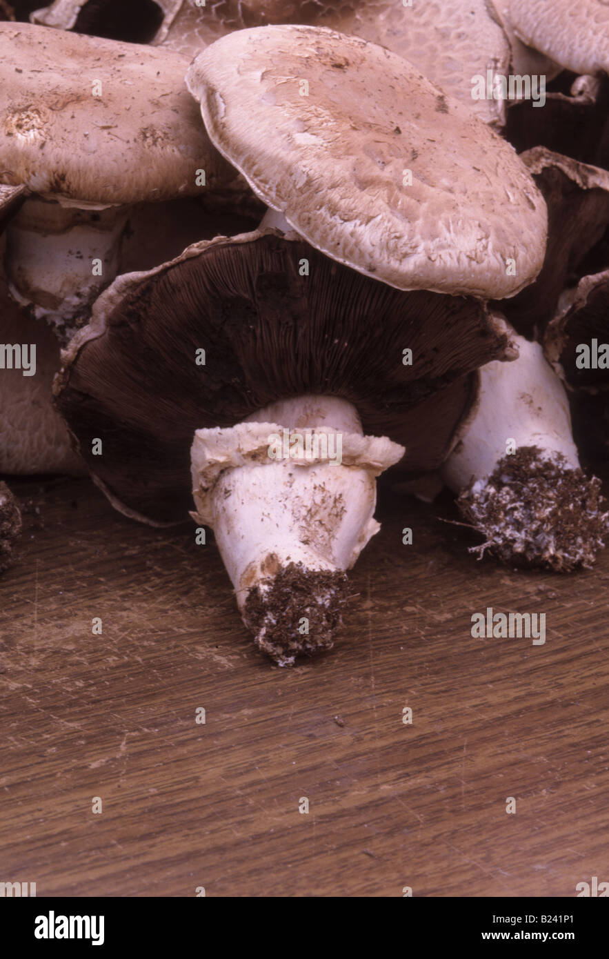 Portobello mushrooms hires stock photography and images Alamy
