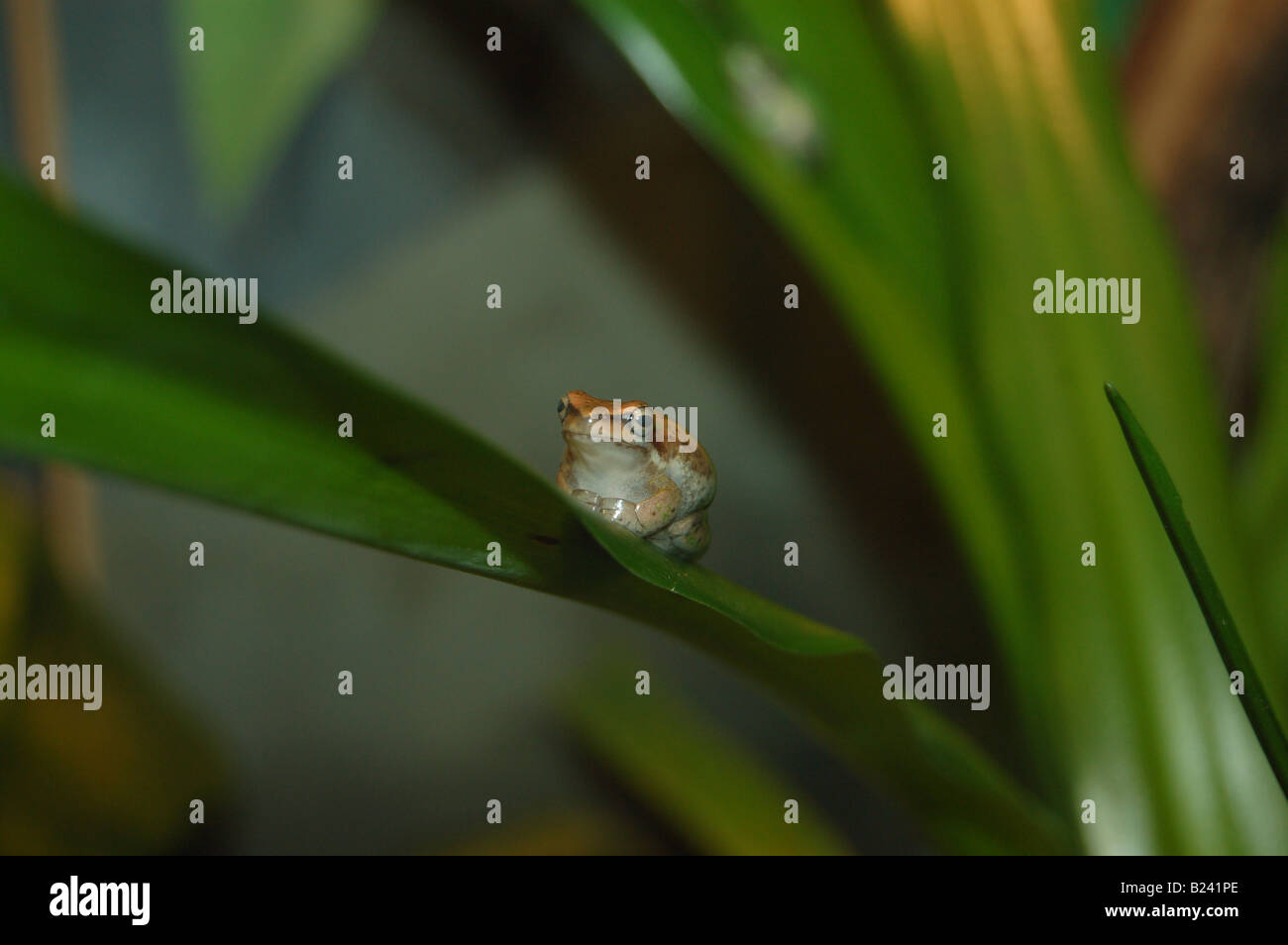 Little frog grass Stock Photo - Alamy