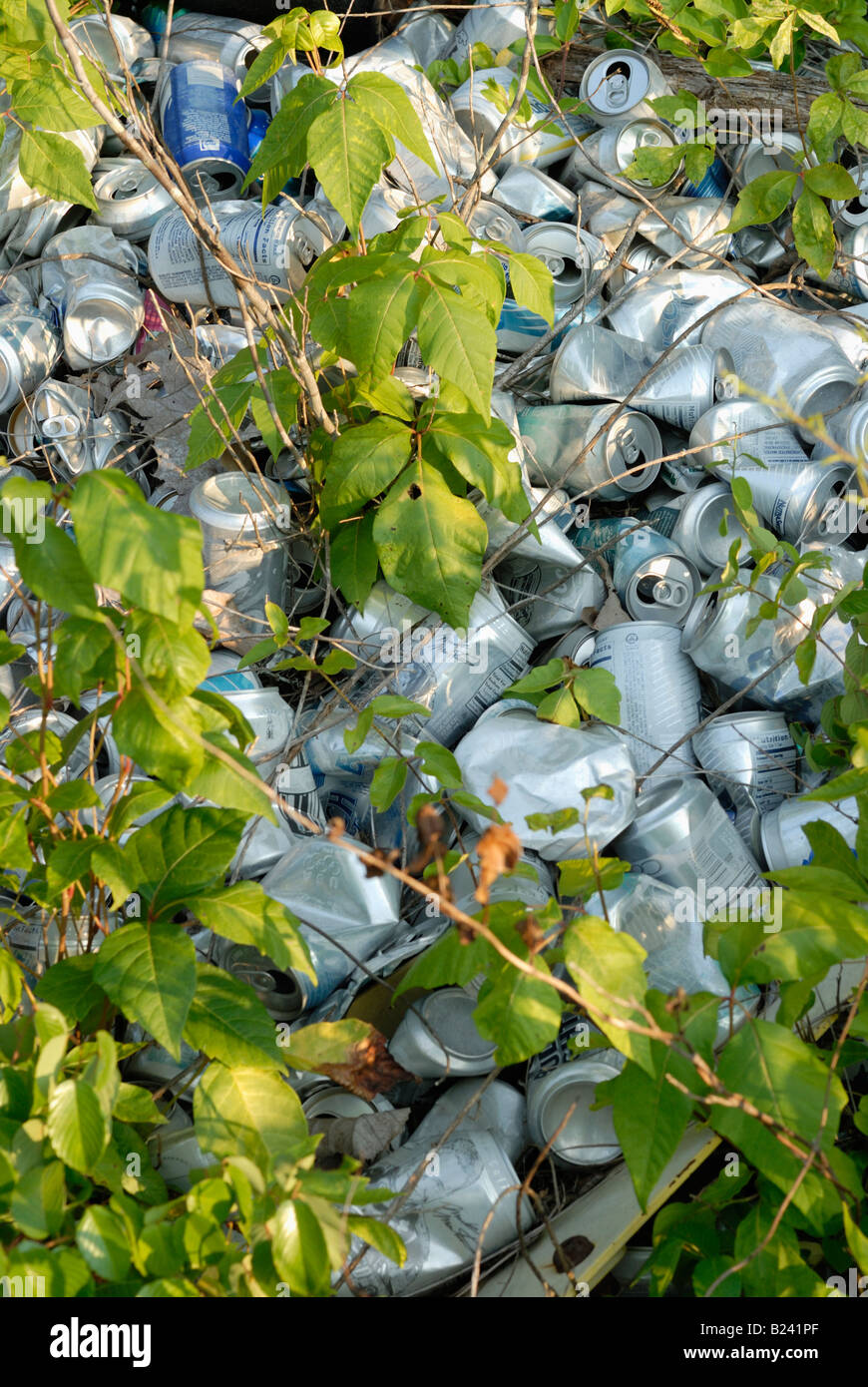 Poison ivy growing over a pile of aluminum beverage cans Stock Photo