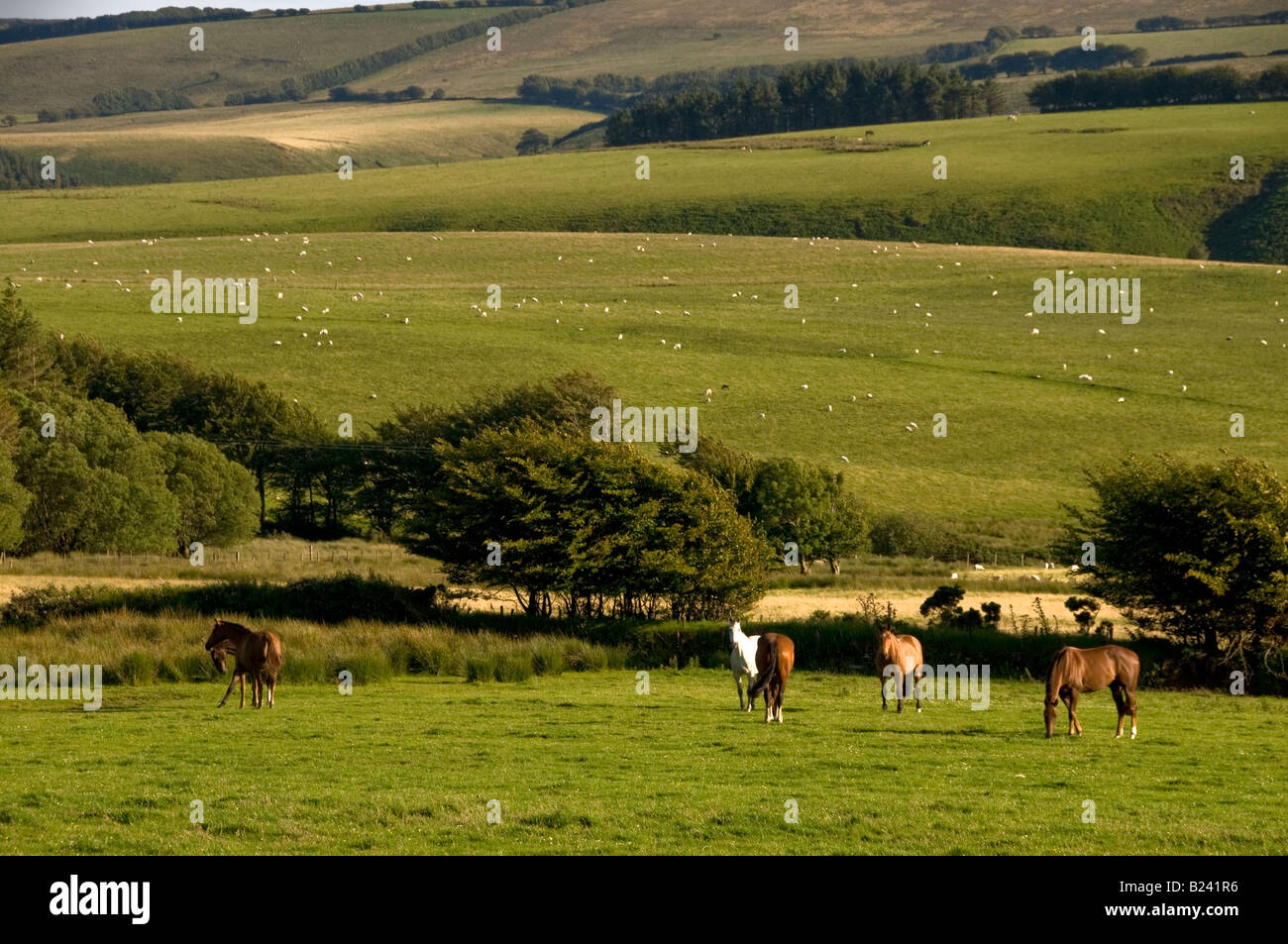 View to farmland in rural countryside near Simonsbath Minehead. Exmoor National Park. Somerset. England Stock Photo