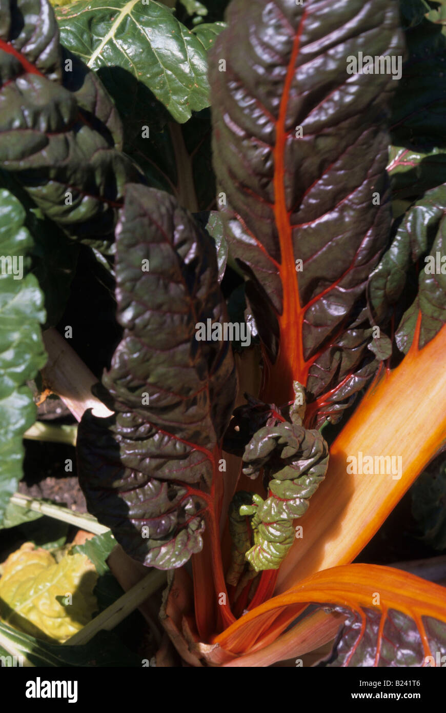SWISS CHARD IS A GREEN LEAFY VEGETABLE Stock Photo Alamy
