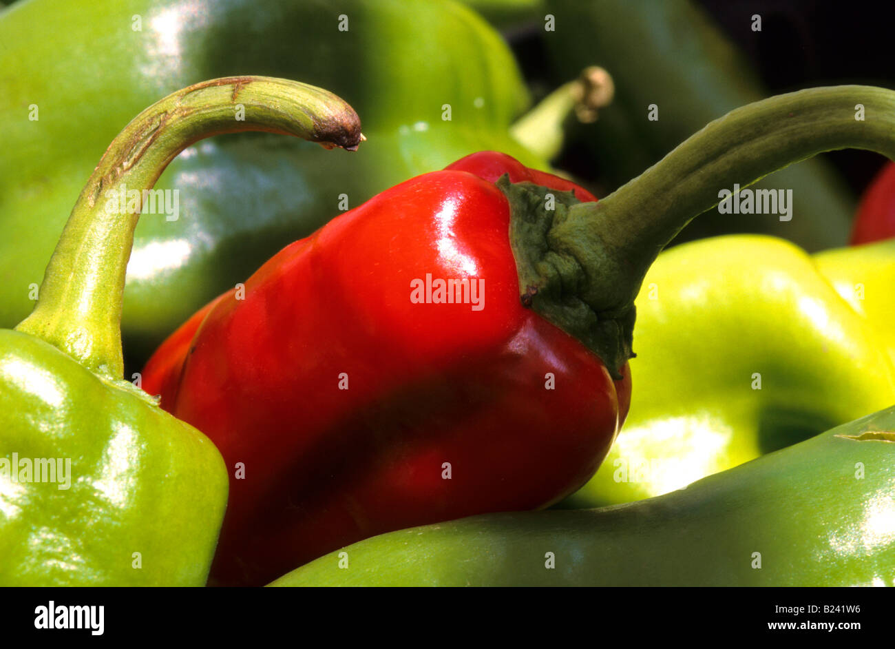 Red Green peppers Grocery market Stock Photo - Alamy