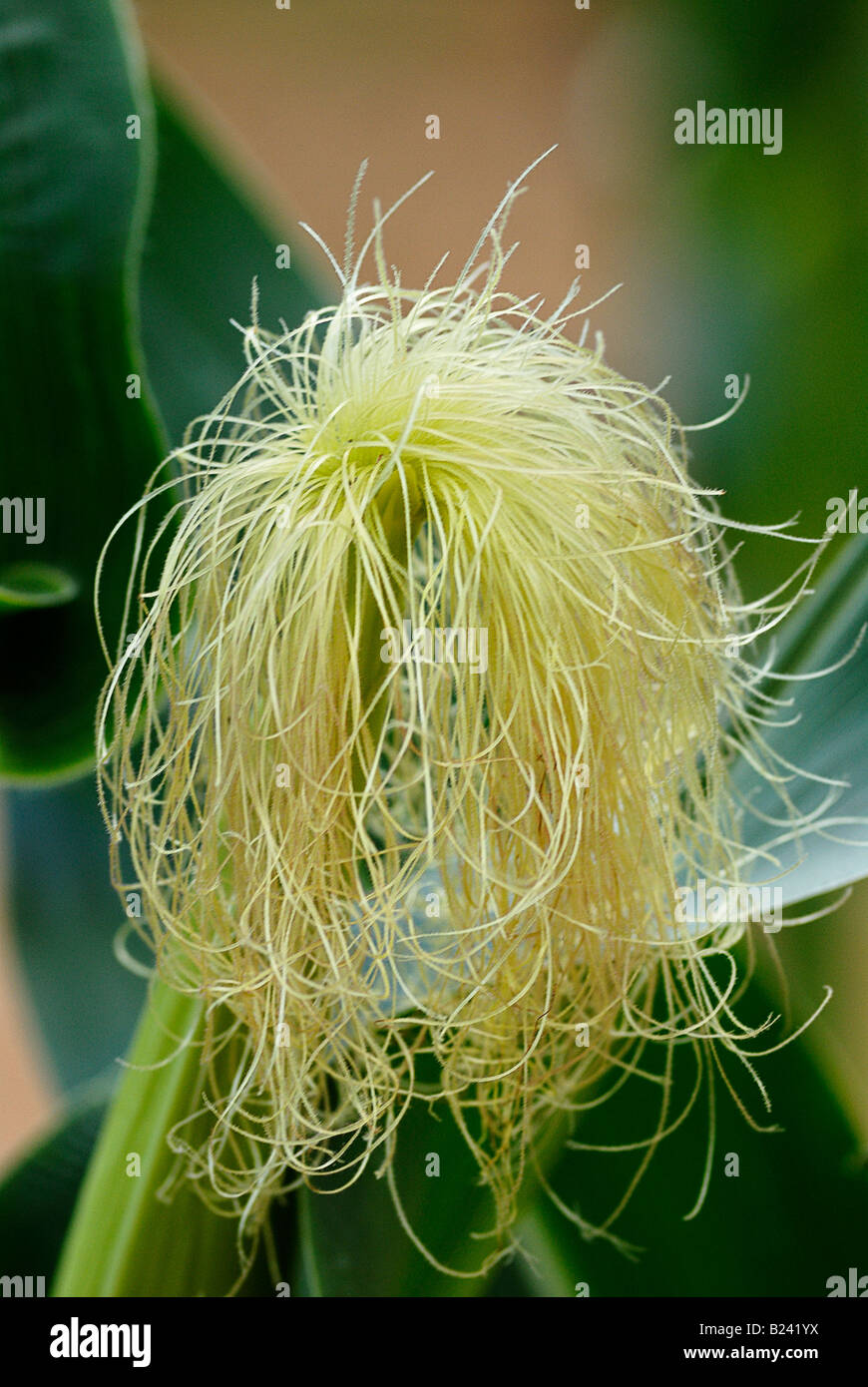 Corn silk on a young ear of corn Stock Photo