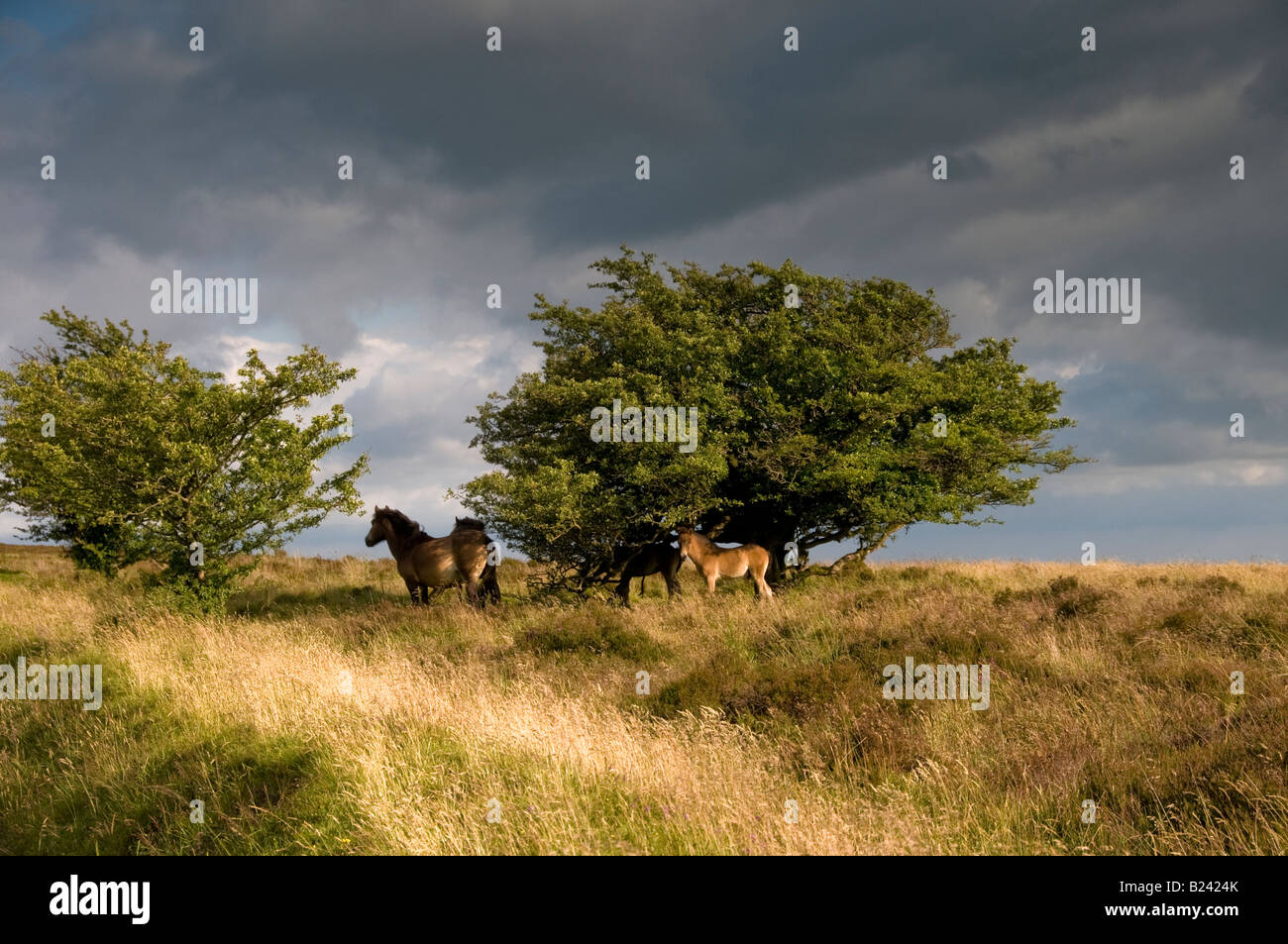 Exmoor Ponies near Withypool. Exmoor National Park. Somerset. England Stock Photo
