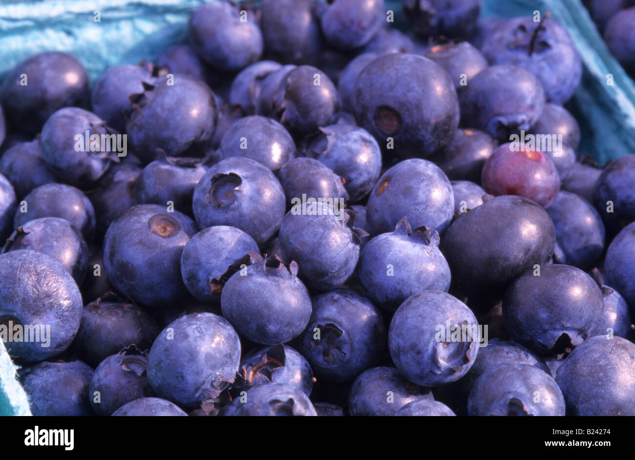 Blueberries. The species are native only to North America Stock Photo