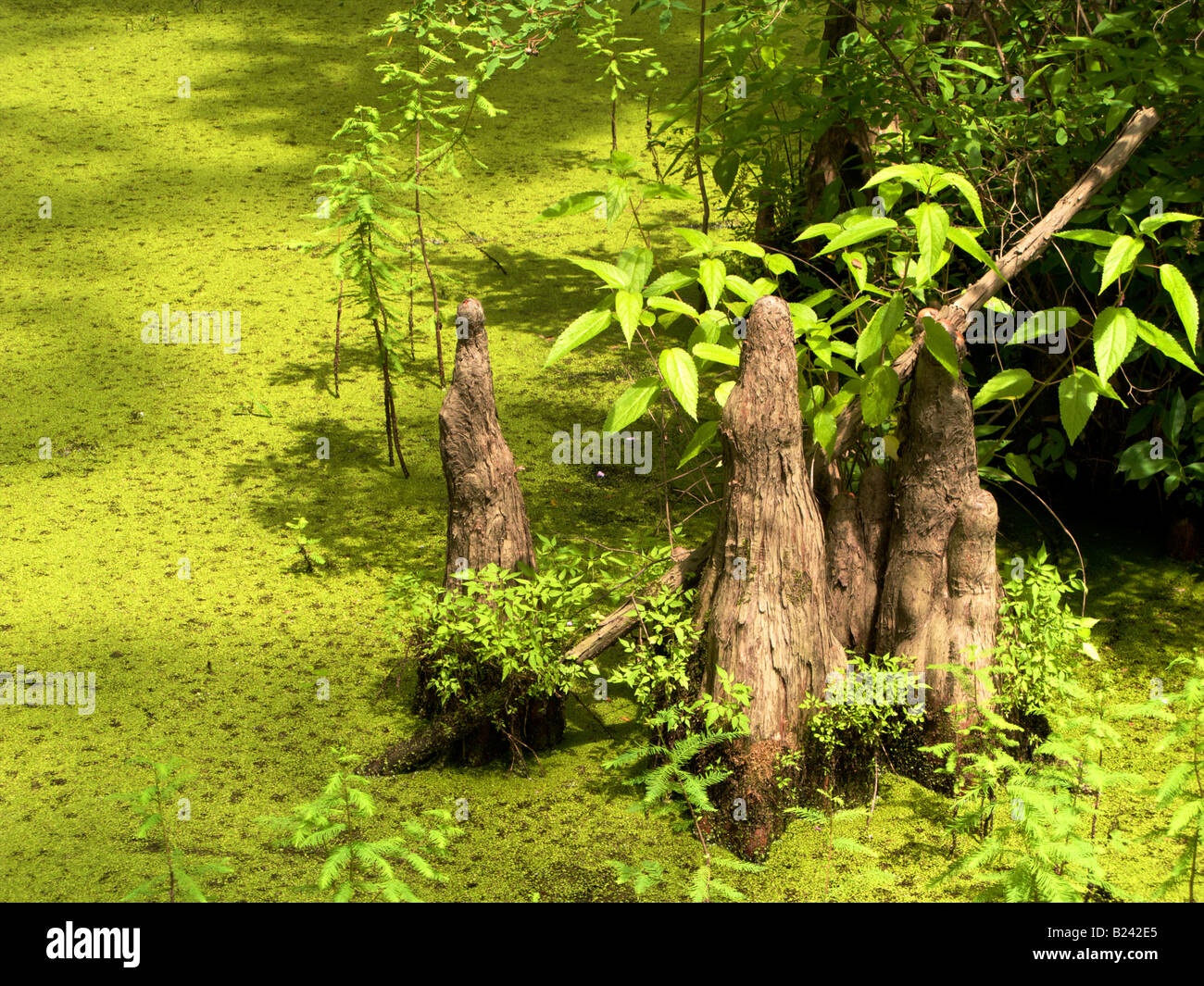 Bald cypress knees Heron Pond Cache River State Natural Area Southern Illinois Stock Photo Alamy