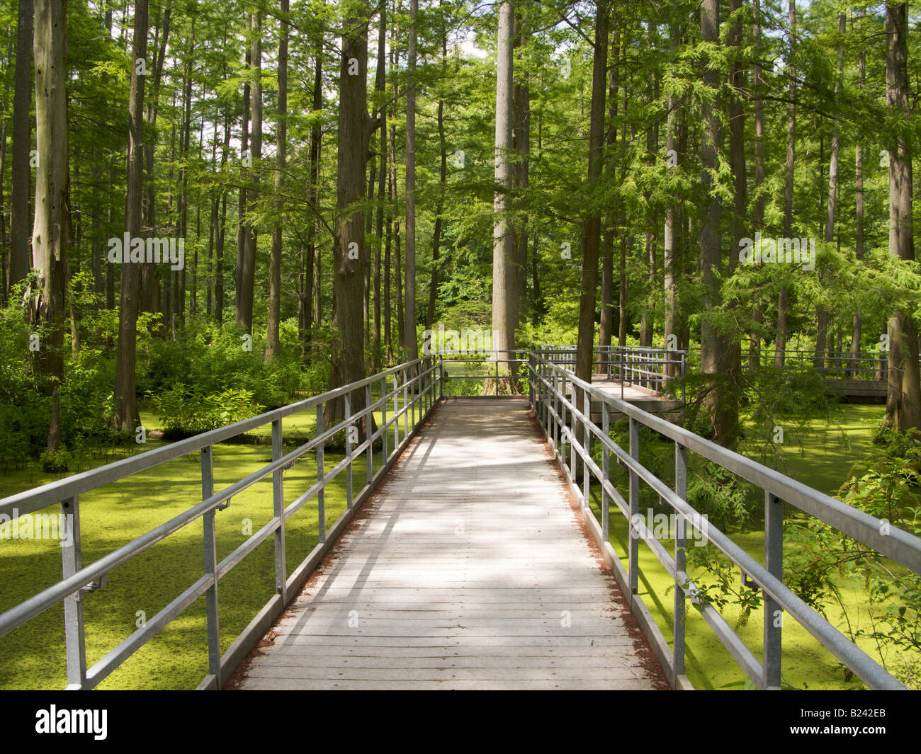 Boardwalk on Heron Pond in the Cache River State Natural Area Southern Illinois Bald cypress swamp Stock Photo