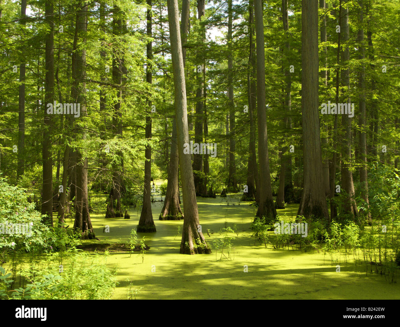 Heron Pond in the Cache River State Natural Area Southern Illinois Bald cypress swamp Stock