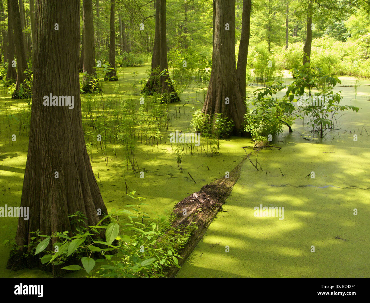 Heron Pond in the Cache River State Natural Area Southern Illinois Bald cypress swamp Stock Photo