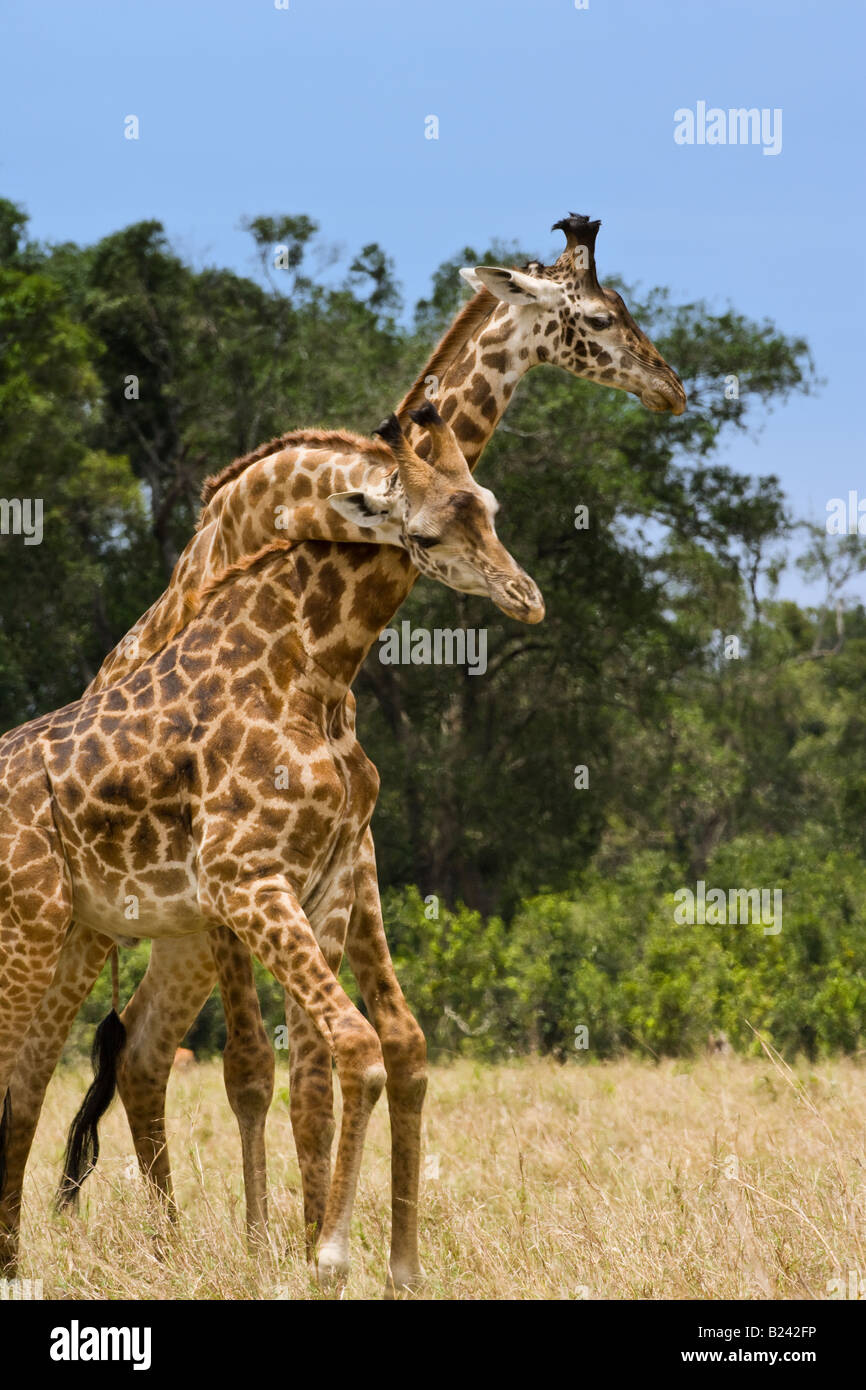 Closeup 2 necking giraffes playing, practice fighting with long necks wrapped, blue sky, green trees background in Masai Mara or Maasai Mara of Kenya Stock Photo