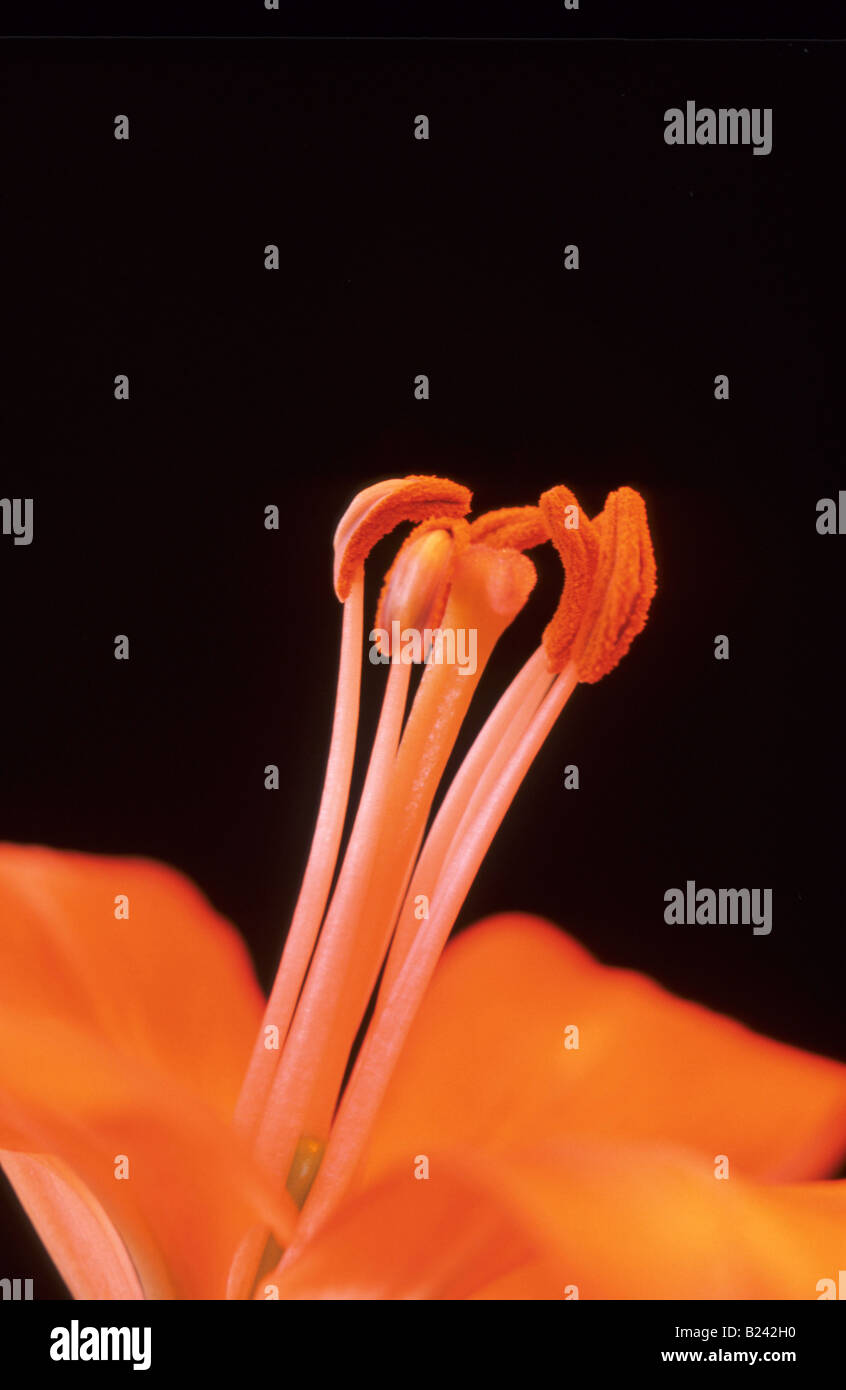 Reproductive organs hires stock photography and images Alamy