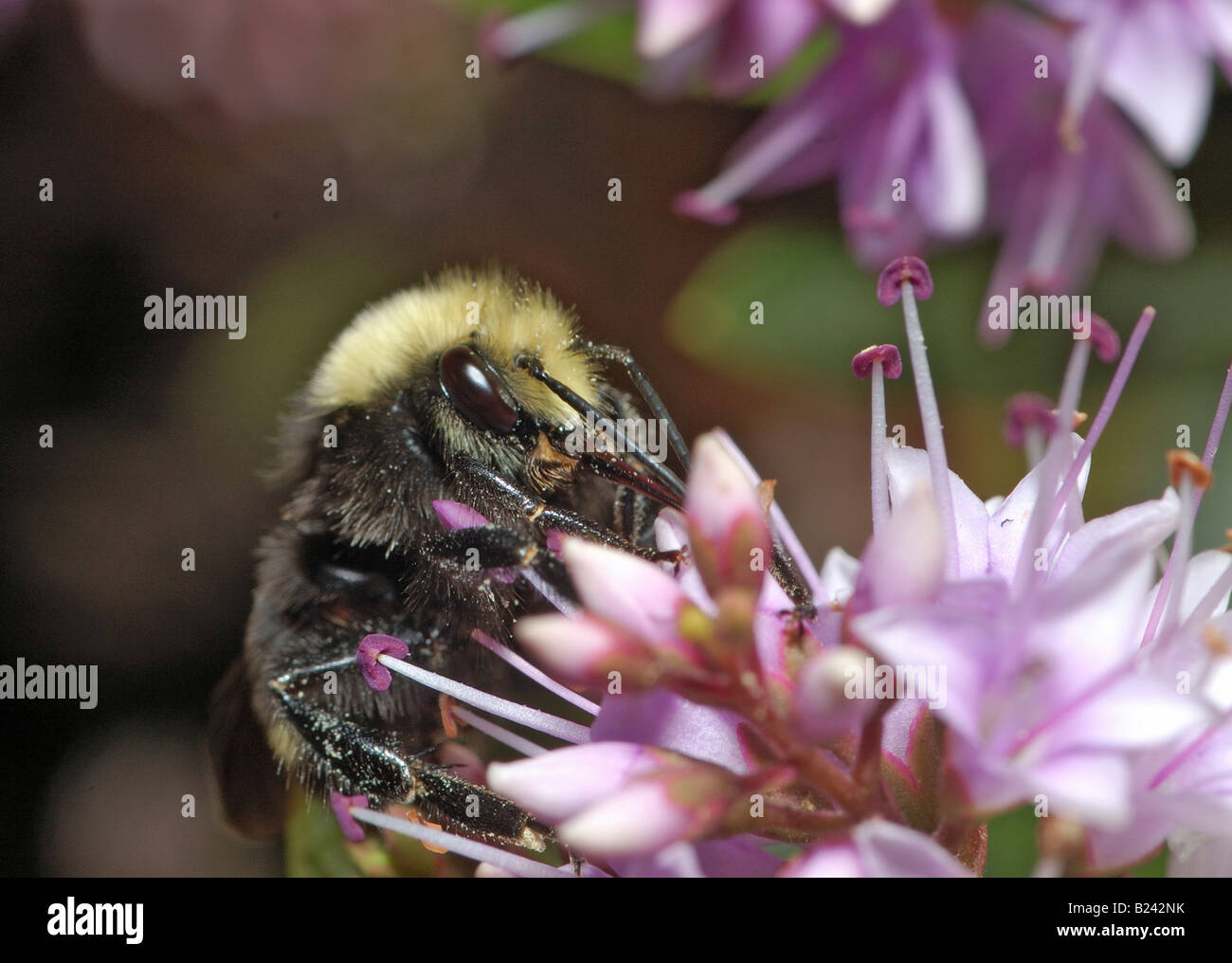 Bumblebee is gathering nectar on lilac flowers in Golden Gate Park San Francisco California It s fur is sprinkled with pollen Stock Photo