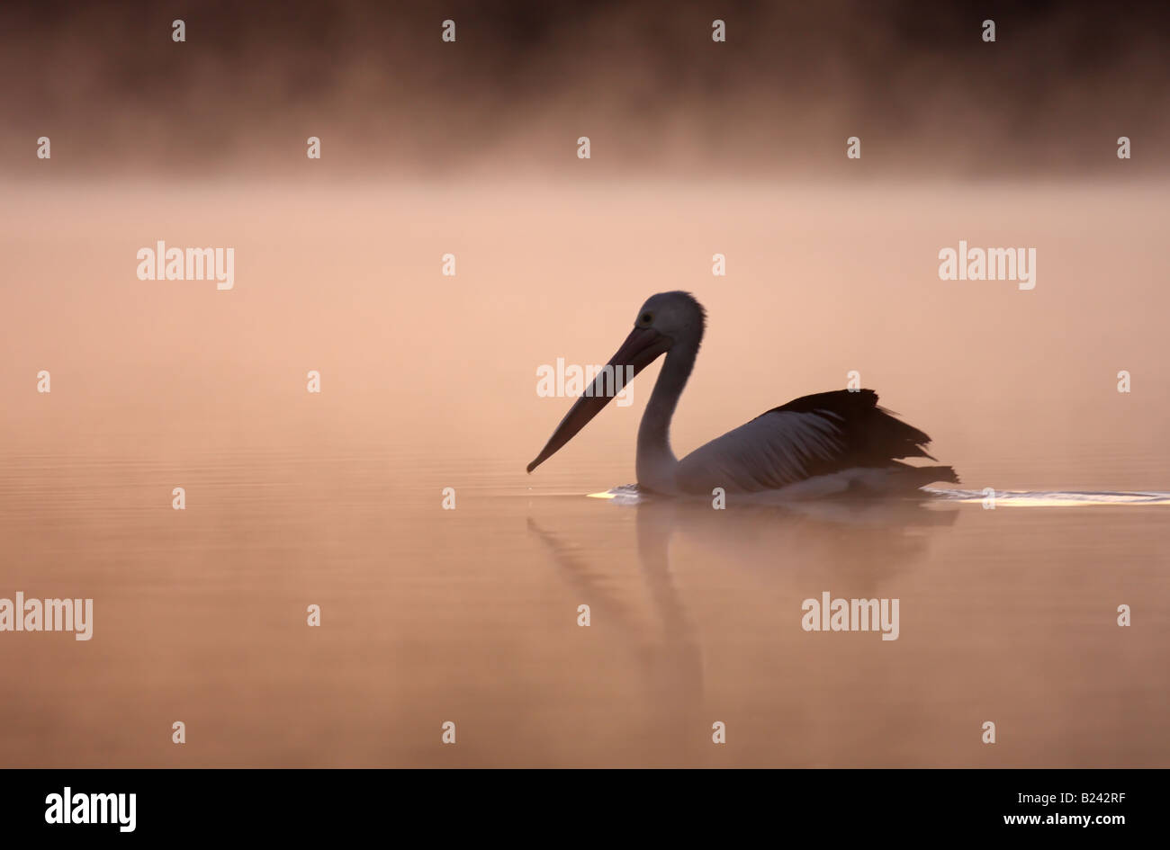 australian pelican, pelecanus conspicillatus, single adult in the mist Stock Photo
