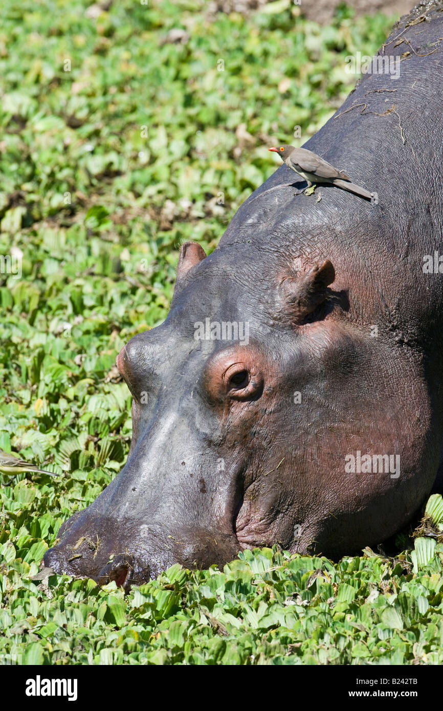 Vertical detailed close-up adult Hippo grazing in green marsh profile looking with oxpecker bird resting on its back in Masai Mara of Kenya Africa Stock Photo