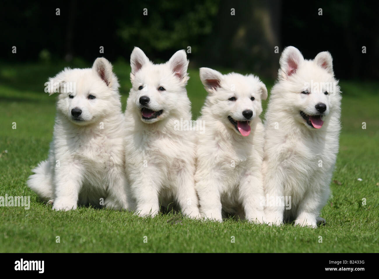 голландская овчарка белая. швейцарская овчарка авито.