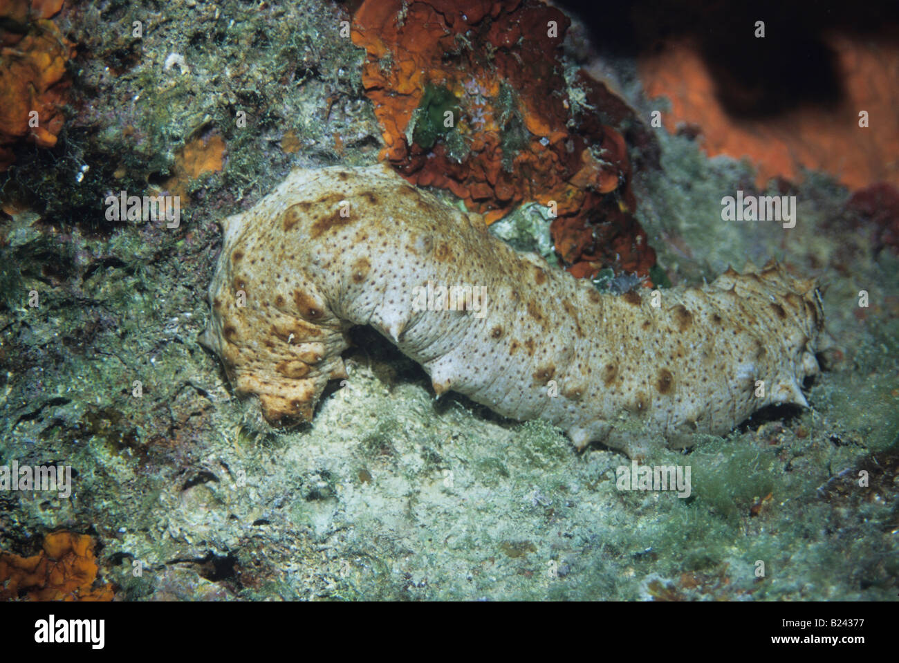 Sea cucumber underwater in Mediterranean sea Stock Photo