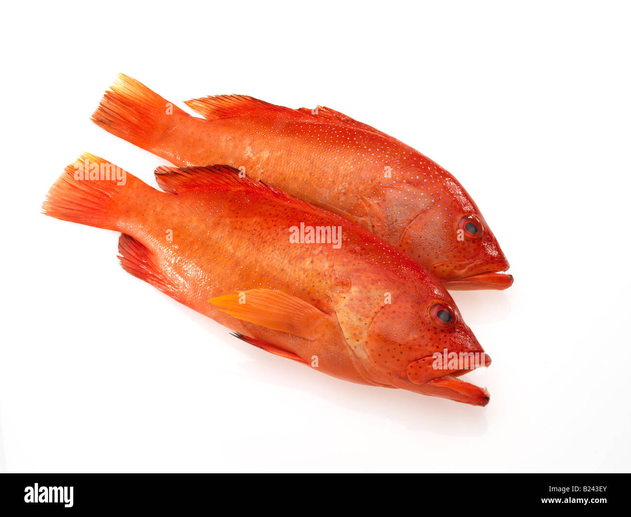 2 Strawberry Grouper Fish Stock Photo Alamy 2 Strawberry Grouper Fish Stock Photo Alamy