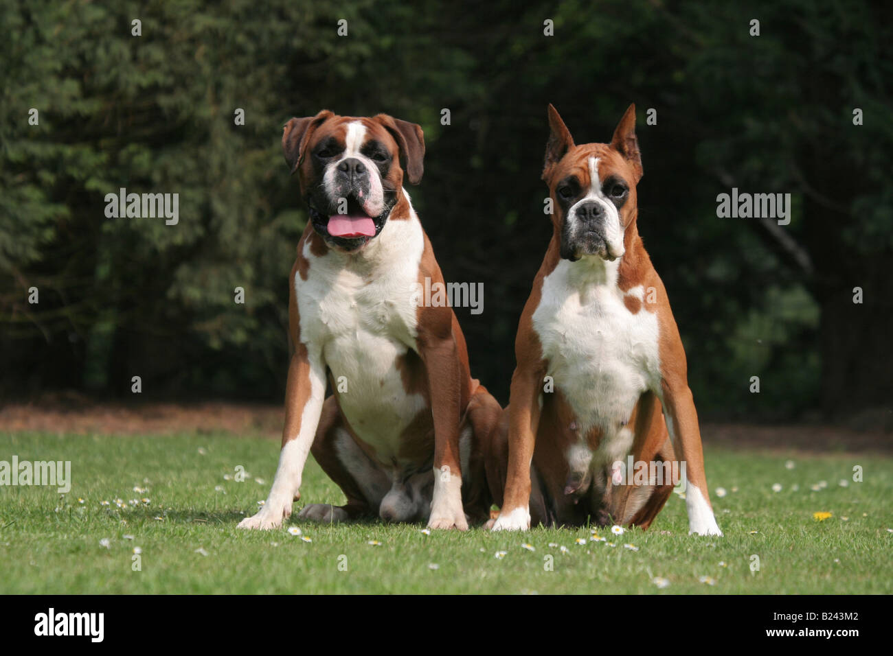 Are Male Or Female Boxers Better Pets