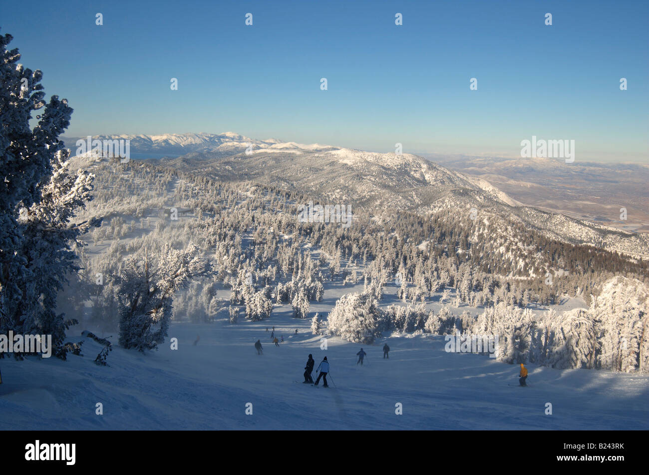 Skiers among snow encumbered pines ski into Nevada desert at Lake Tahoe Stock Photo