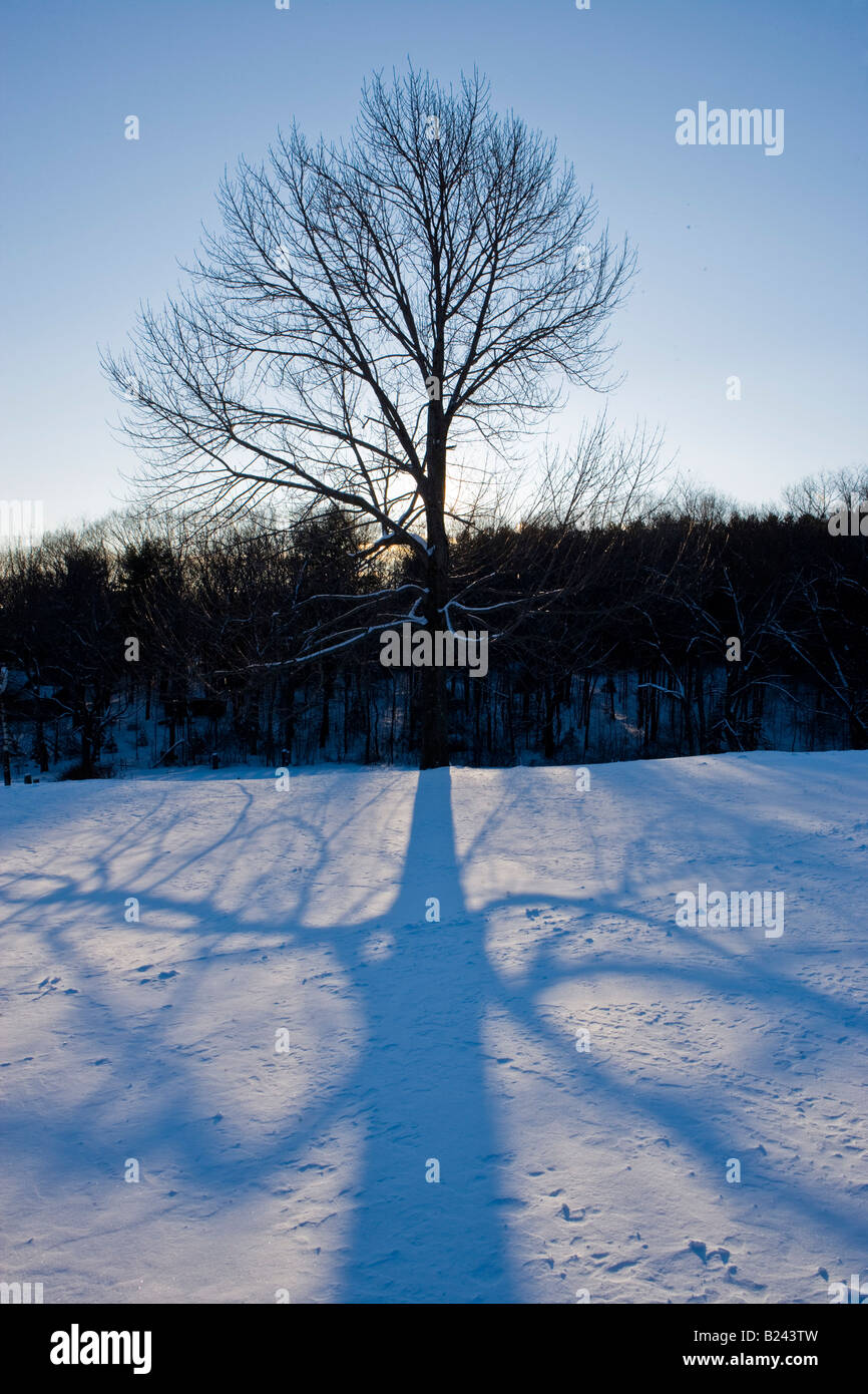 Snow Tree Shadow A maple tree and its shadow in the snow in winter in Troy, New ...