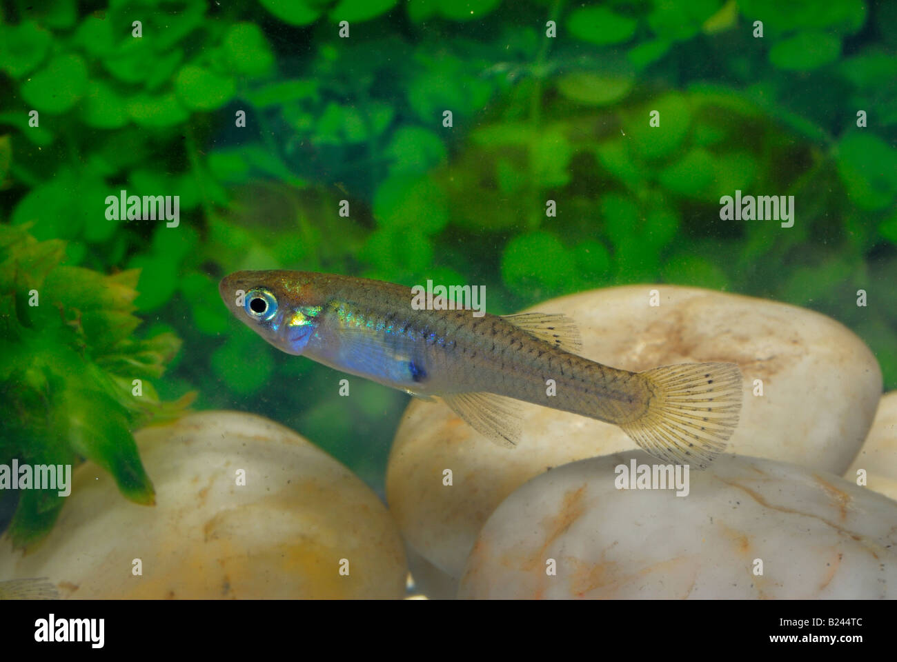Gambusia affinis, mosquitofish, Poecilidae Stock Photo