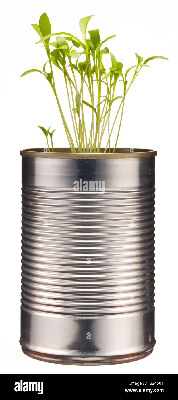 Coriander (Coriandrum sativum) seedlings growing in a tin can Stock Photo